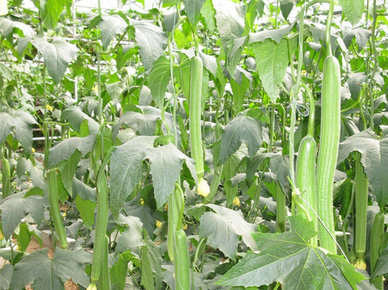 Cucumber cultivation methods