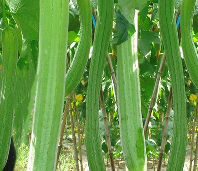 Cucumber cultivation methods