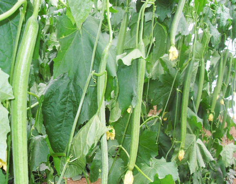 Cucumber cultivation methods