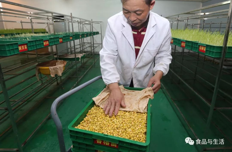 Picture of sprouts growing technology