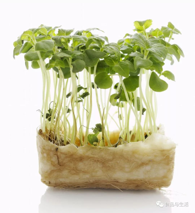 Picture of sprouts growing technology