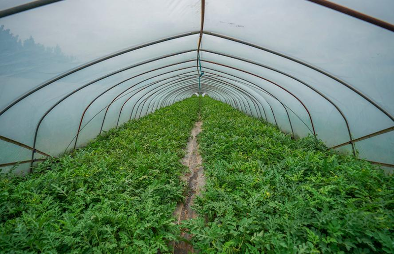 Early childhood, 8424 watermelon cultivation techniques