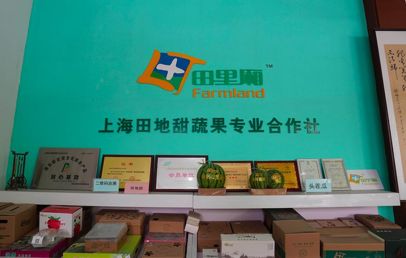 Early childhood, 8424 watermelon cultivation techniques