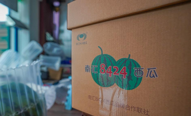 Early childhood, 8424 watermelon cultivation techniques