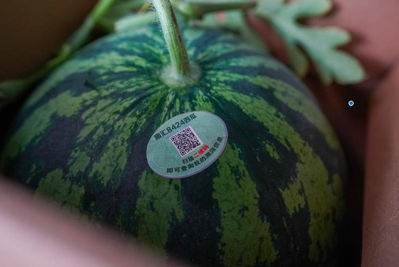 Early childhood, 8424 watermelon cultivation techniques