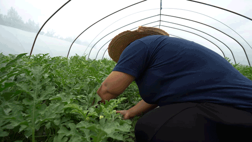 Early childhood, 8424 watermelon cultivation techniques