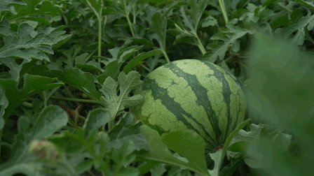 Early childhood, 8424 watermelon cultivation techniques