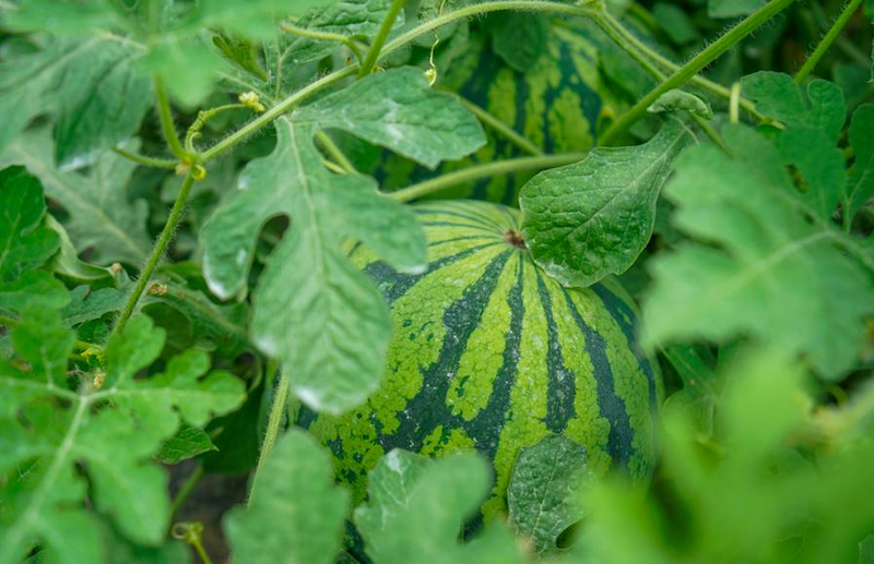 Early childhood, 8424 watermelon cultivation techniques