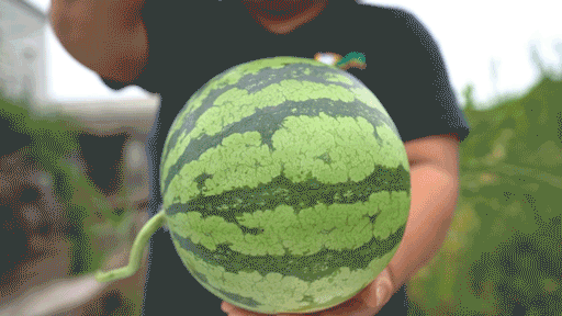 Early childhood, 8424 watermelon cultivation techniques