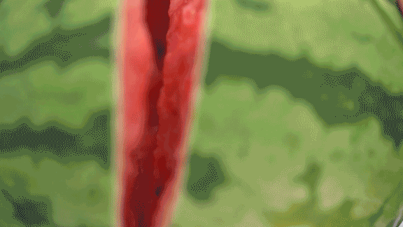 Early childhood, 8424 watermelon cultivation techniques