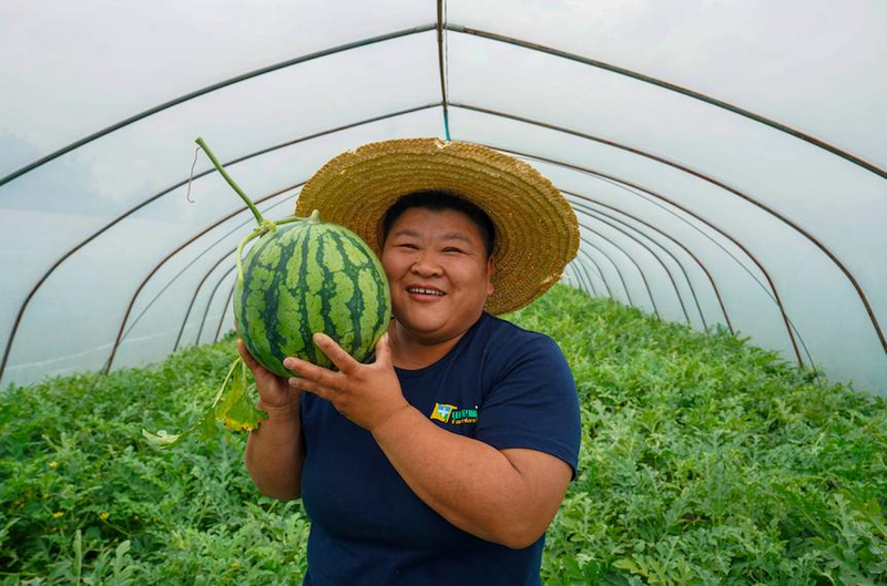 Early childhood, 8424 watermelon cultivation techniques