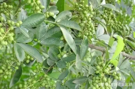 Nine-leaf green pepper cultivation technology