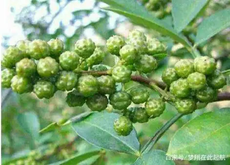 Nine-leaf green pepper cultivation technology