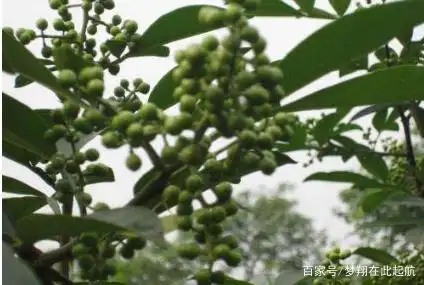 Nine-leaf green pepper cultivation technology
