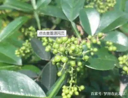Nine-leaf green pepper cultivation technology