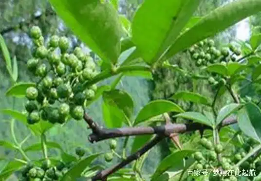 Nine-leaf green pepper cultivation technology