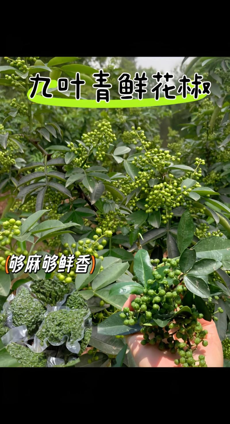 九叶青花椒种植技术