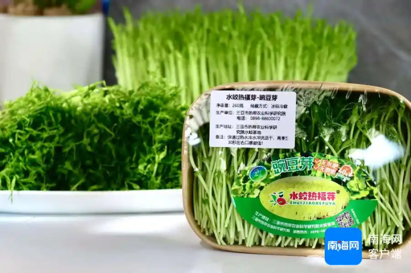 Picture of sprouts growing technology