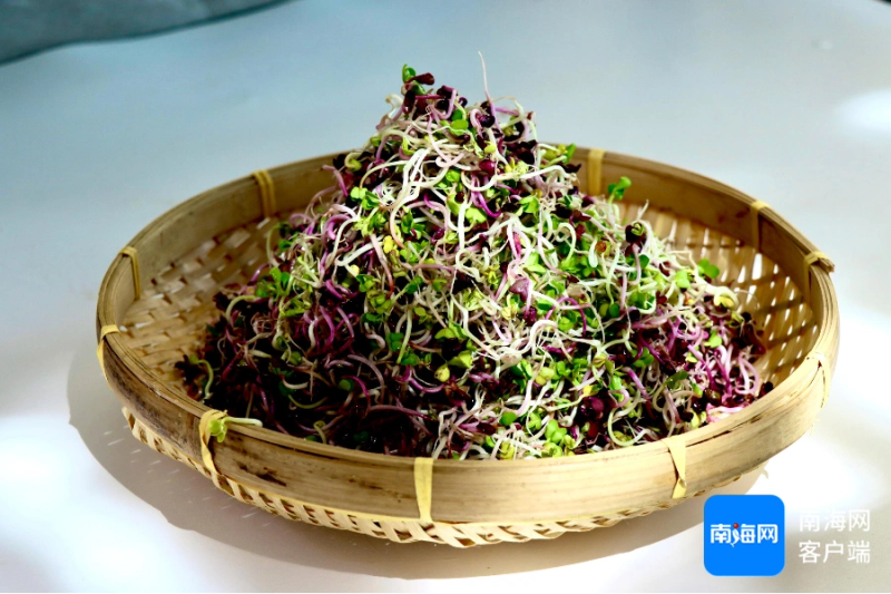 Picture of sprouts growing technology