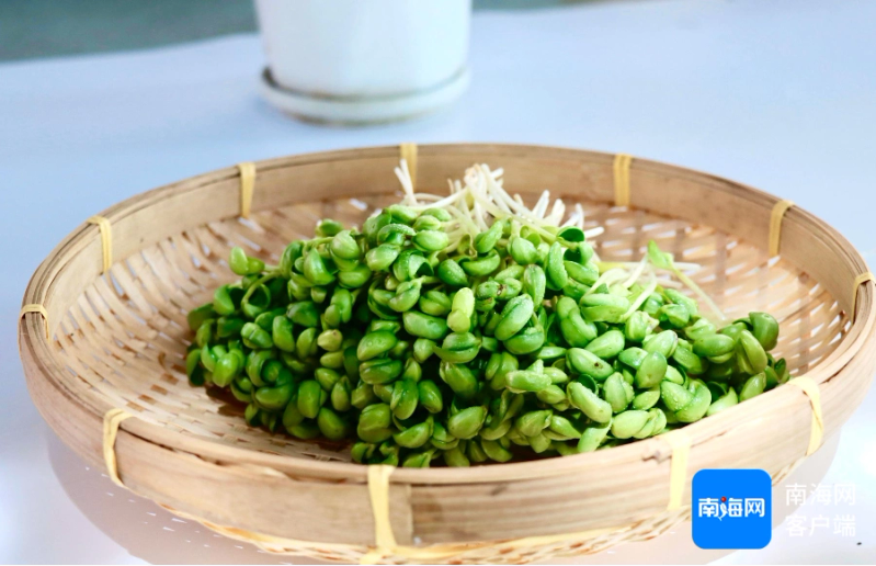 Picture of sprouts growing technology