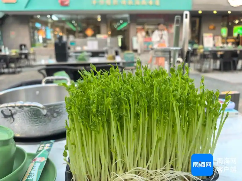 Picture of sprouts growing technology