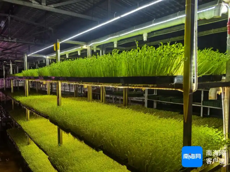 Picture of sprouts growing technology