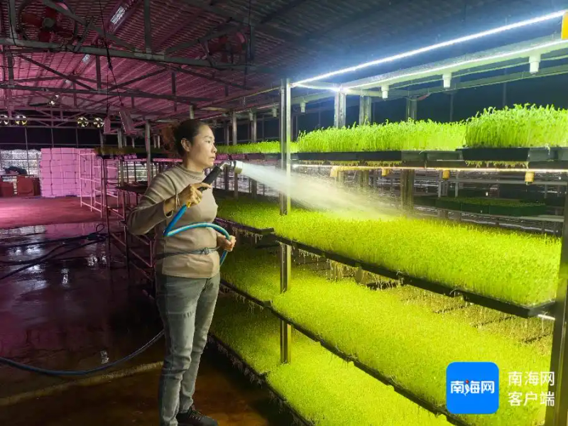 Picture of sprouts growing technology