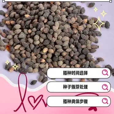 茉莉种子的种植方法