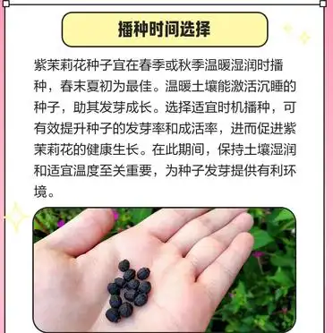 茉莉种子的种植方法