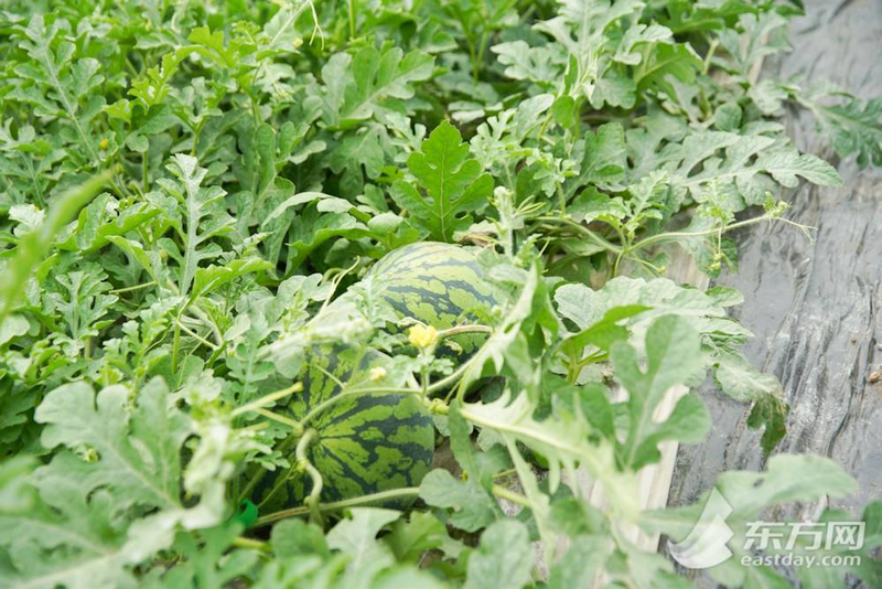 早佳8424西瓜种植技术