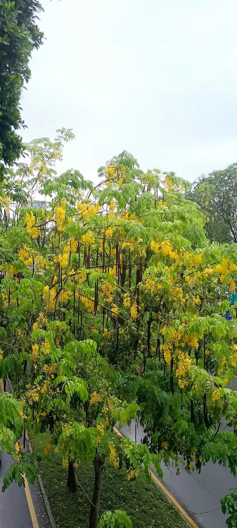 It's a successful cure for chlorazine