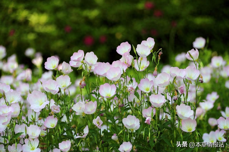 刺五加的种植技术亩产图片