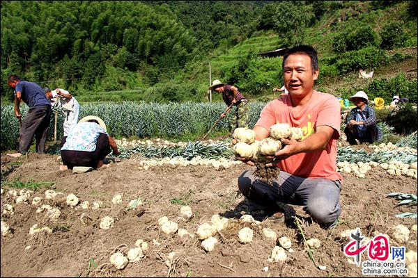 百合的种植方法