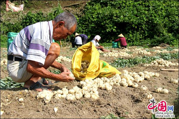 百合的种植方法