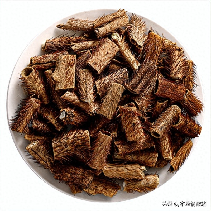 刺五加的种植技术亩产图片