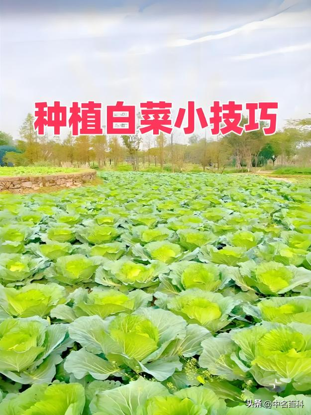 The method of growing cabbage