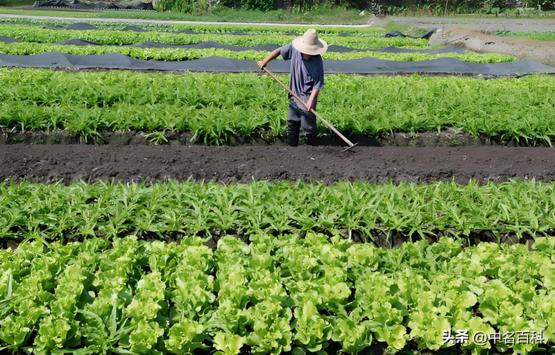 The method of growing cabbage