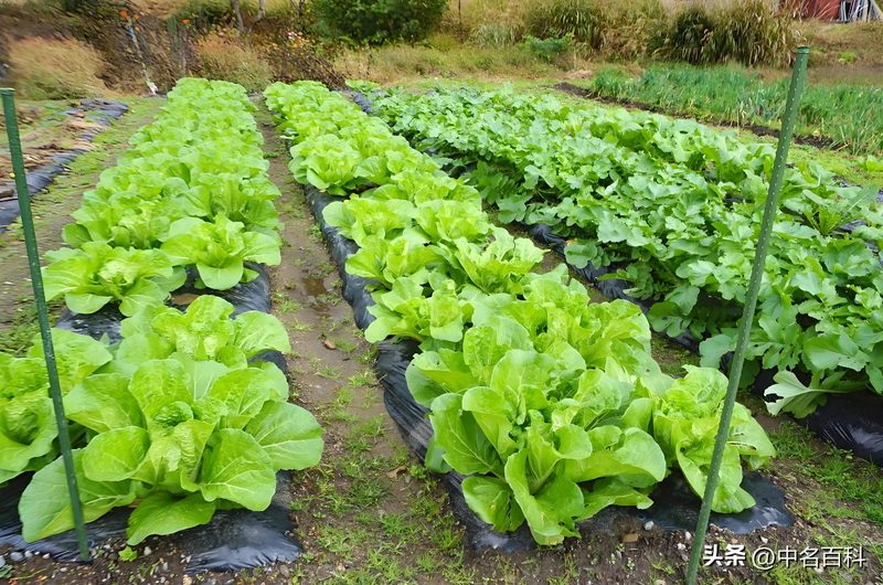The method of growing cabbage