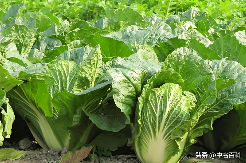 The method of growing cabbage