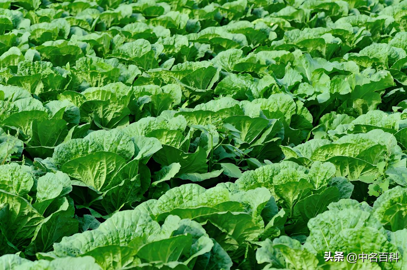 The method of growing cabbage