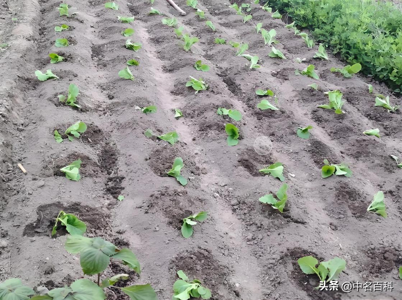The method of growing cabbage