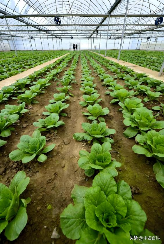The method of growing cabbage