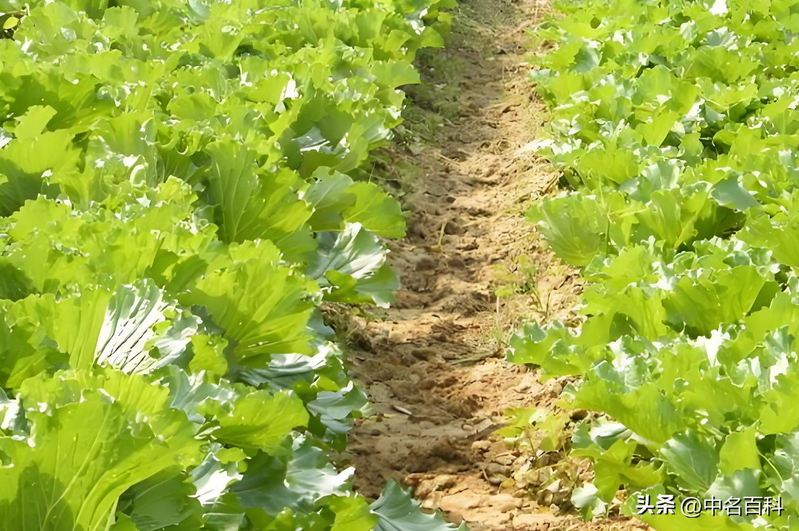 The method of growing cabbage