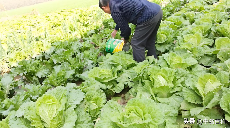 The method of growing cabbage