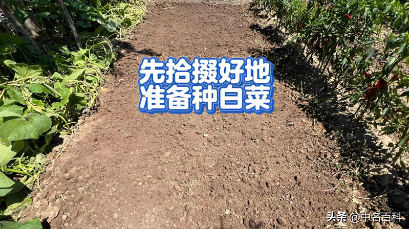 The method of growing cabbage