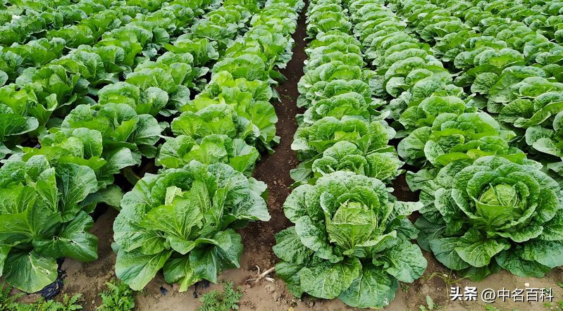 The method of growing cabbage