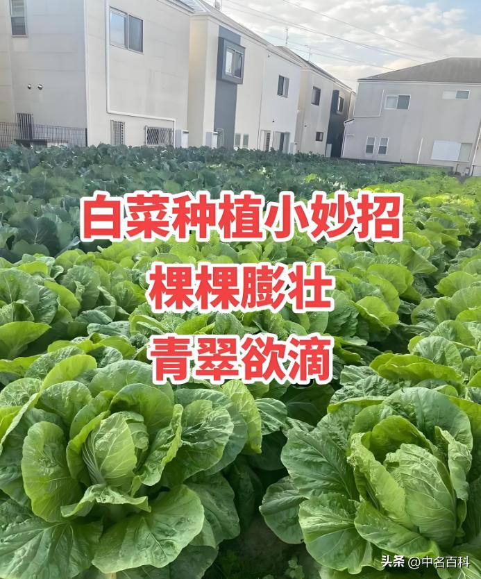 The method of growing cabbage