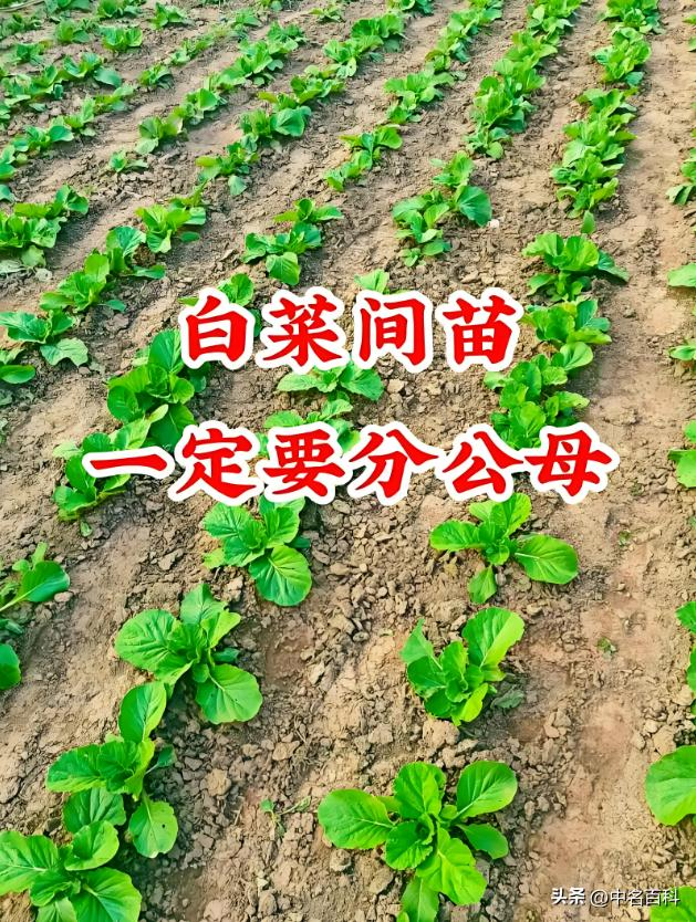 The method of growing cabbage