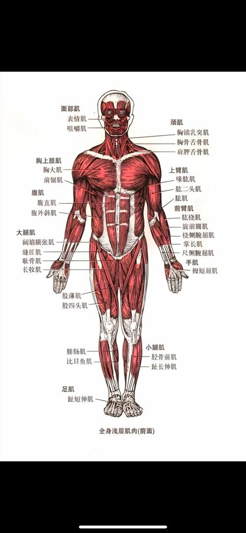 Human muscle mapping and fitness