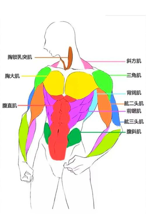 Human muscle mapping and fitness